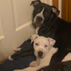 Meet your Posher, Jared